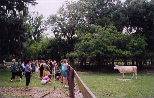 Cow in field with students communicating with her