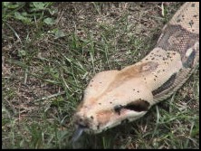 Python on grass