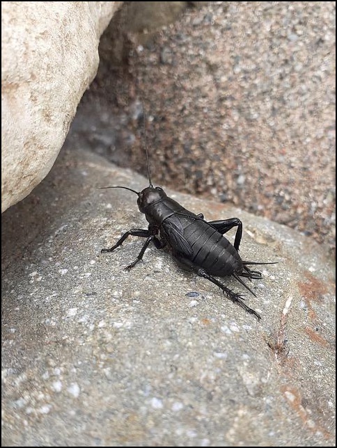 Cricket on rock