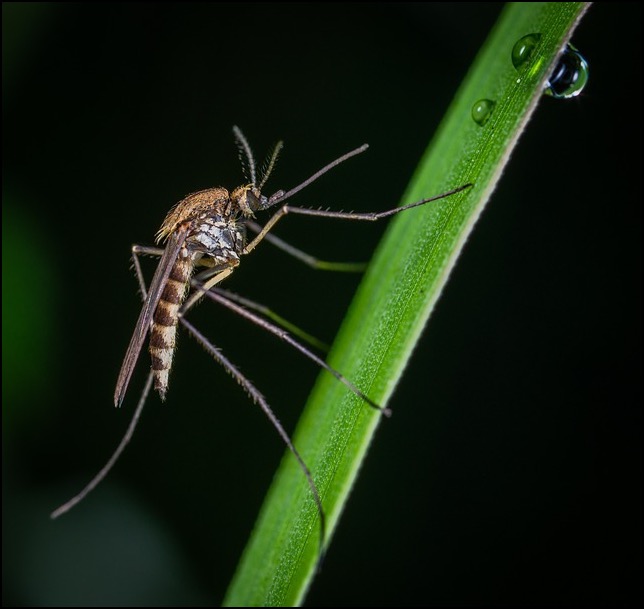 Mosquito on hand