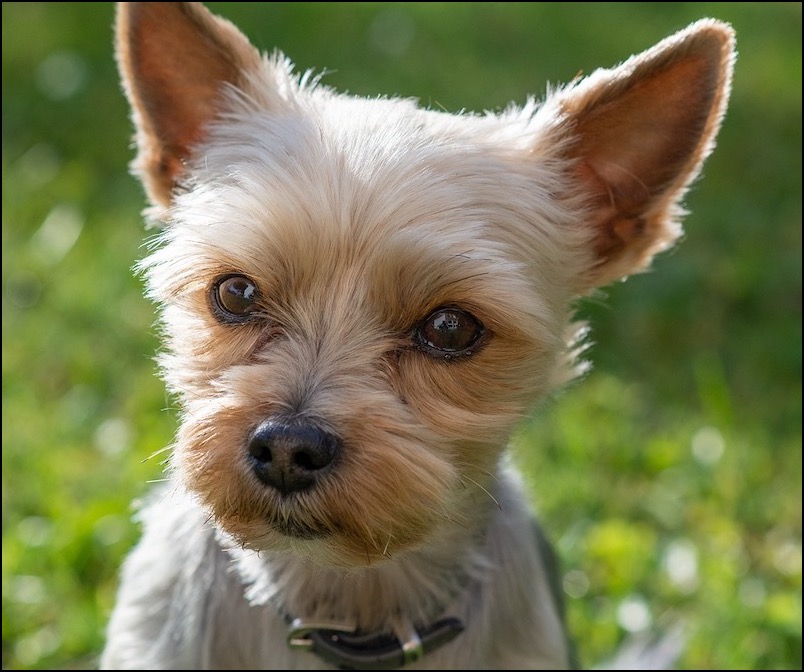 Yorkshire terrier on grass