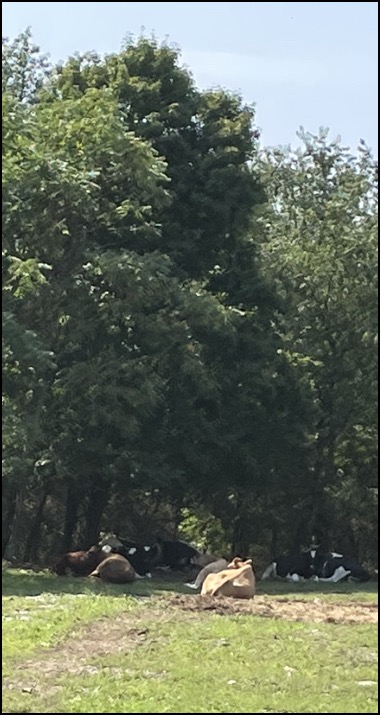 Cows in grass under trees