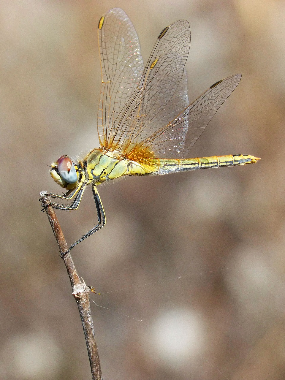 dragonfly on branch