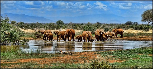 elephants at watering hole