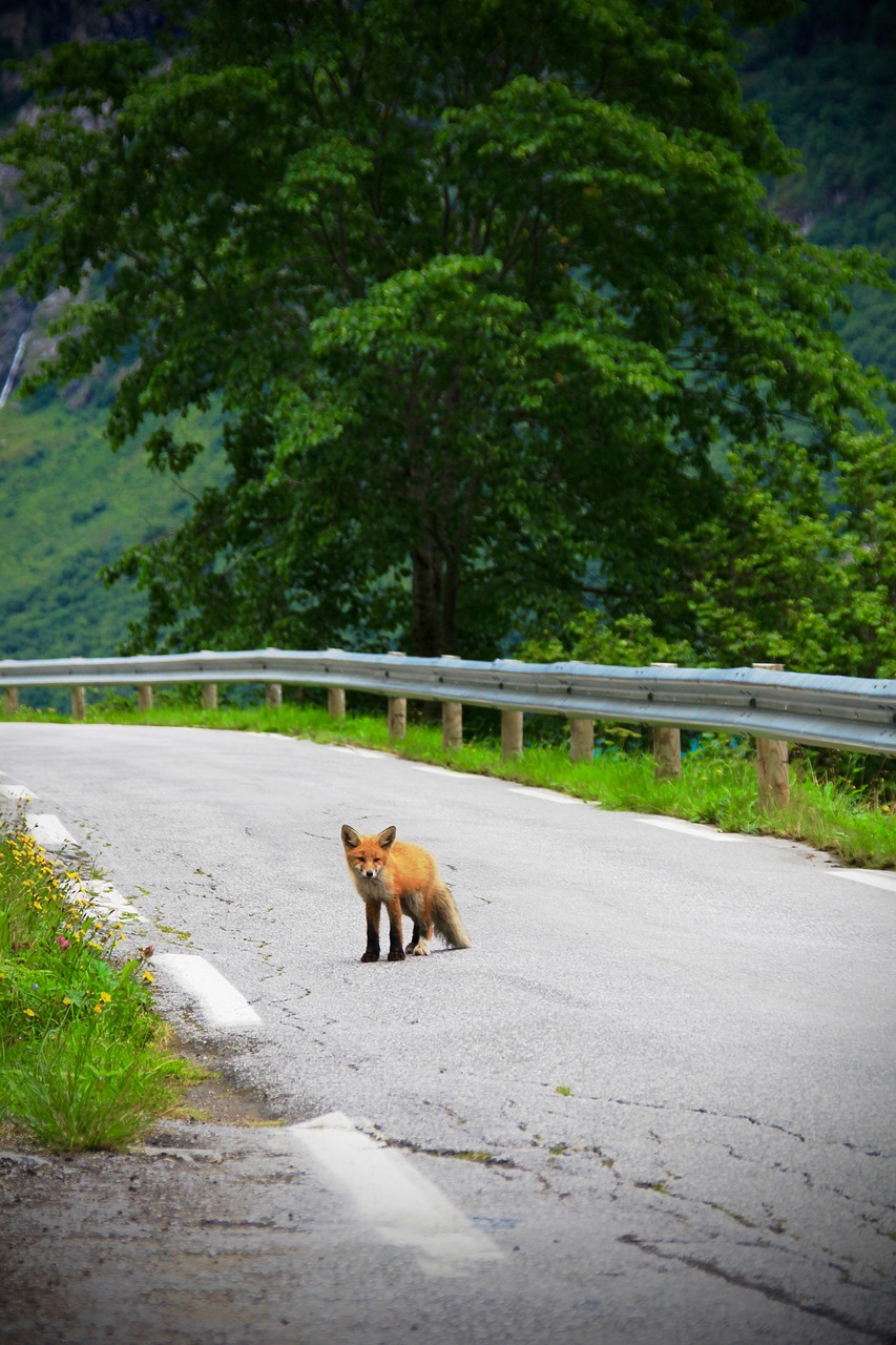 Fox crossing road