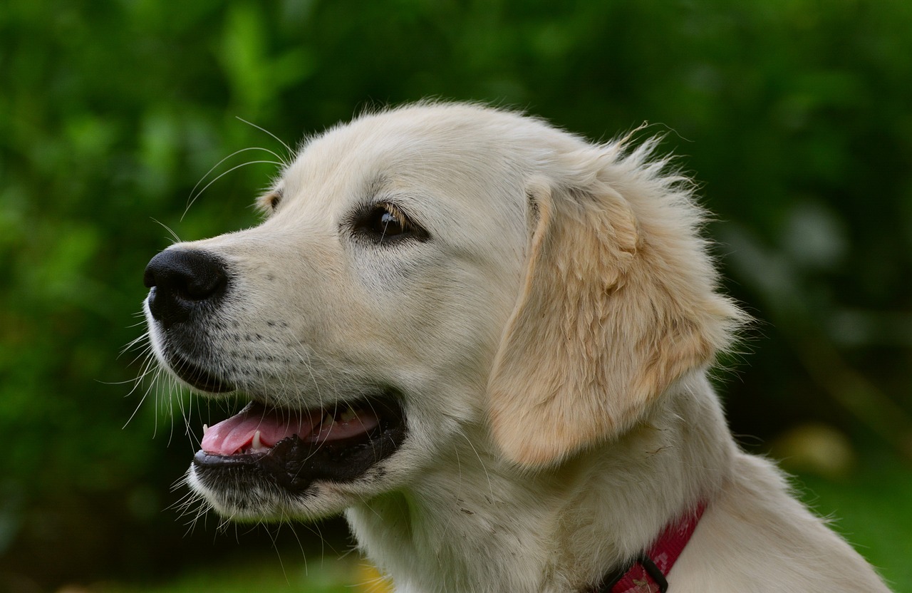 Golden Retriever with tree background