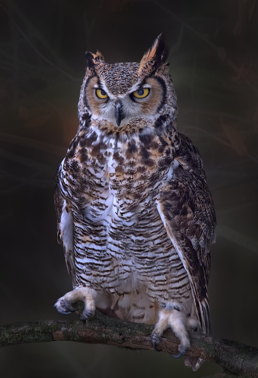 Great Horned Owl on perch indoors