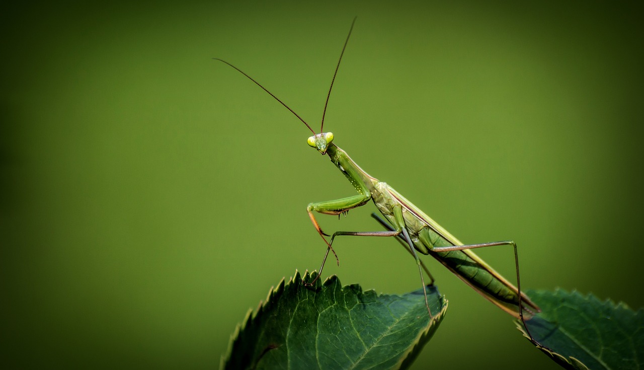 Praying mantis on a leaf