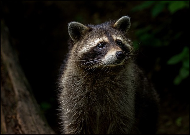 Raccoon on log 