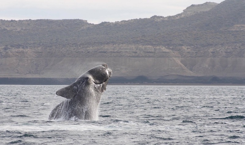 Right whale breaching