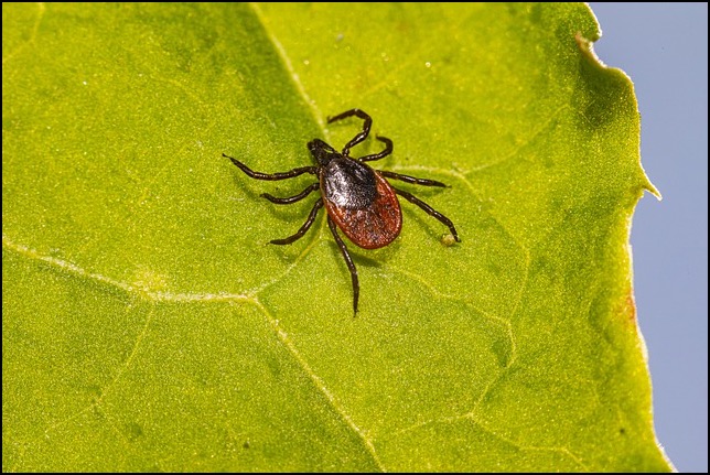 Tick on leaf