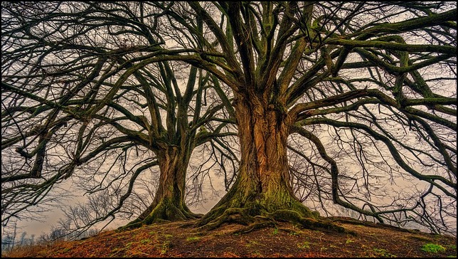 2 large trees with widespreading branches