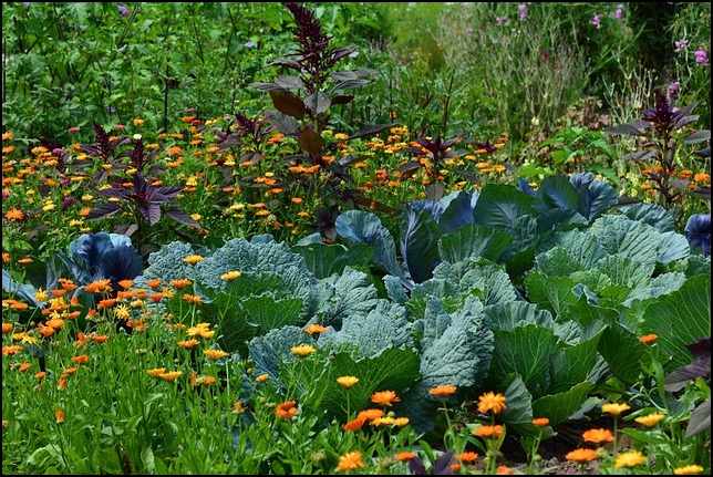 cabbages and flowers