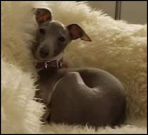 Tan and white Italian Greyhound on fleece