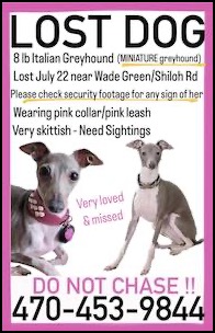 Lost Italian greyhound poster