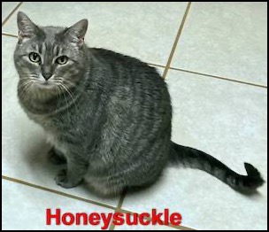 Grey tabby cat sitting