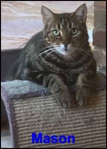 Gray tabby cat with white bib